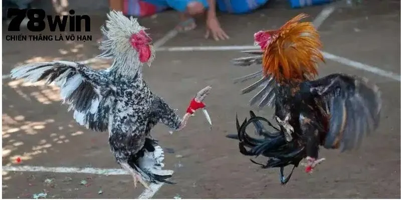 Các giống gà nổi bật trong đá gà cựa dao 78Win