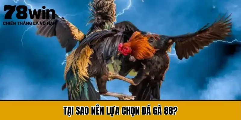 Tại sao nên lựa chọn đá gà 88?