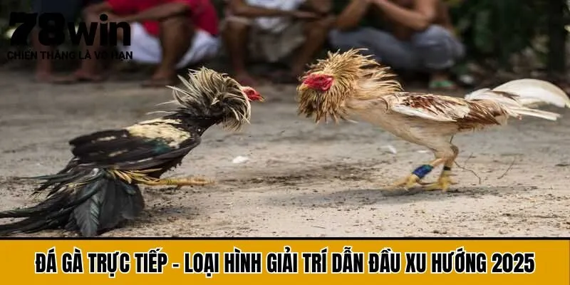Đá Gà Trực Tiếp - Loại Hình Giải Trí Dẫn Đầu Xu Hướng 2025